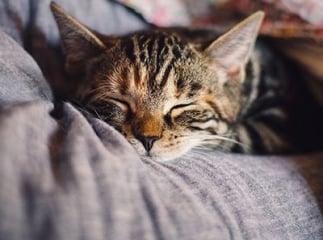 endormir un chat la nuit